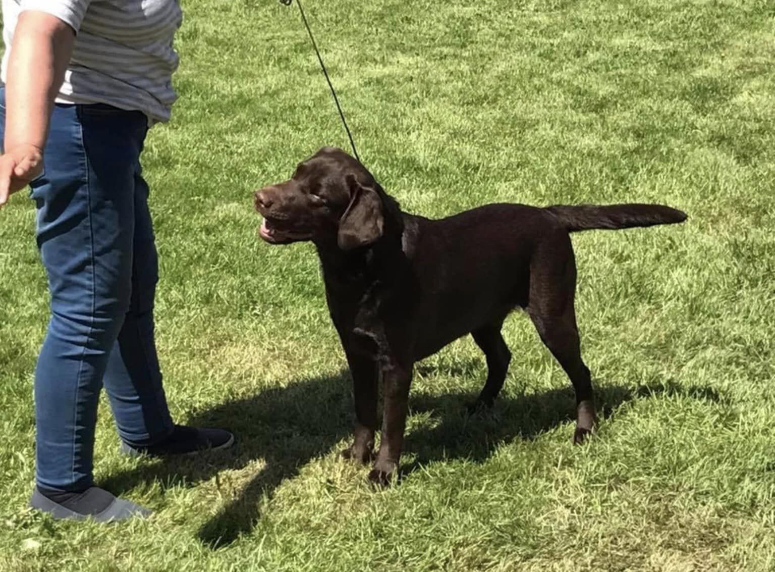 stemning billeder Kennel Cap De Lab